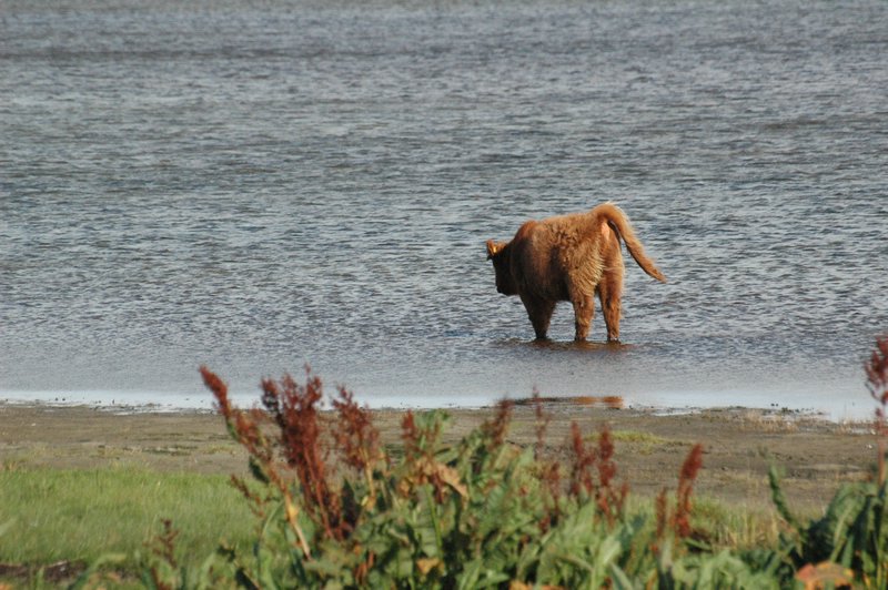 Zweden Falsterbo 2007 043.jpg