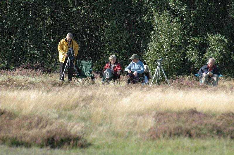 Zweden Falsterbo 2007 045.jpg