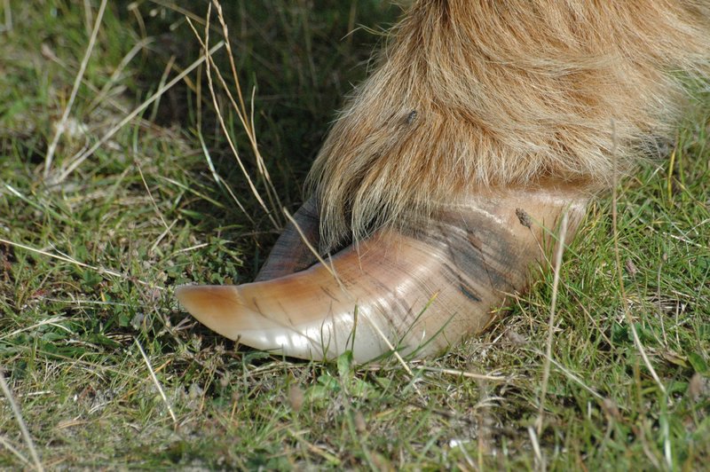 Zweden Falsterbo 2007 054.jpg