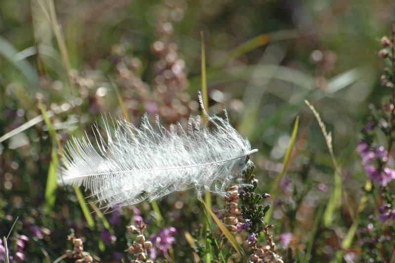 Zweden Falsterbo 2007 062.jpg