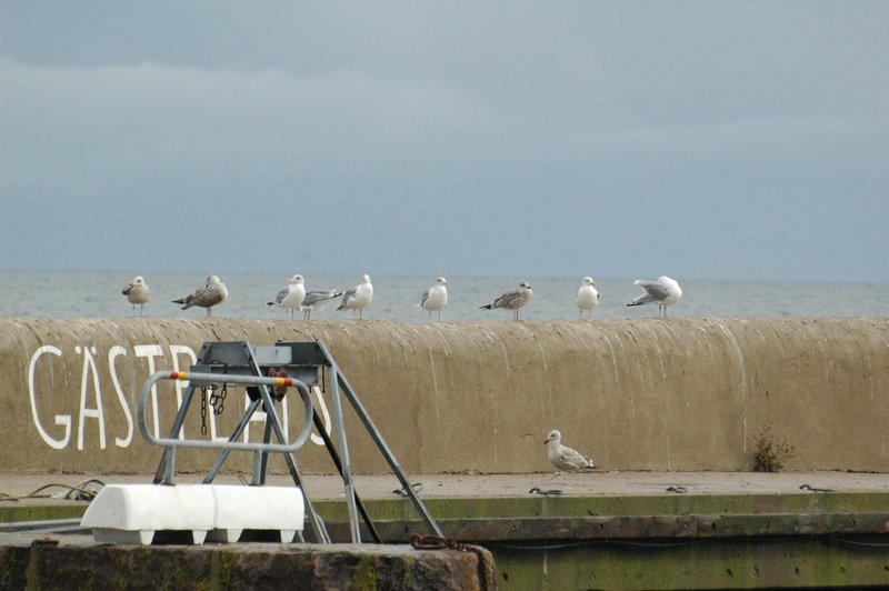 Zweden Falsterbo 2007 100.jpg