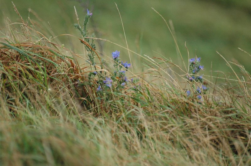 Zweden Falsterbo 2007 171.jpg