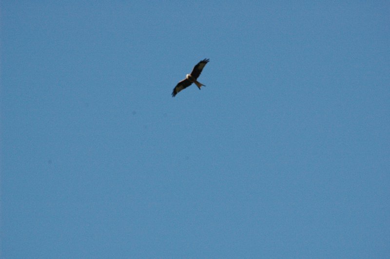 Zweden Falsterbo 2007 193.jpg