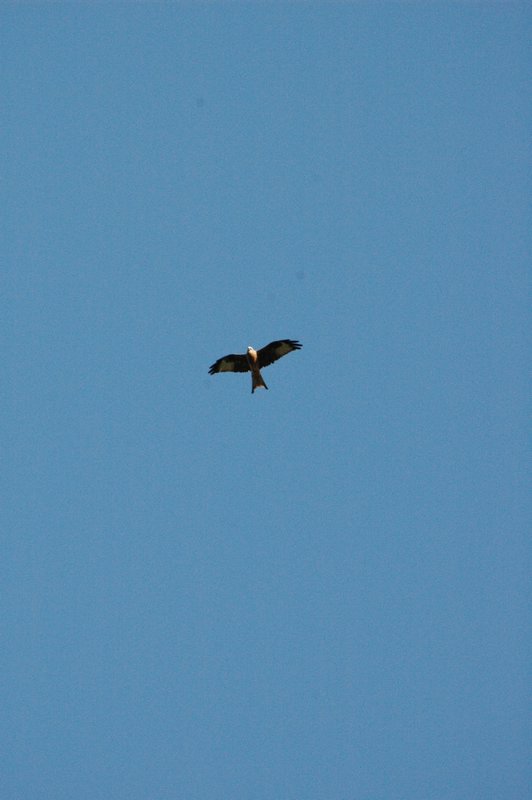 Zweden Falsterbo 2007 195.jpg