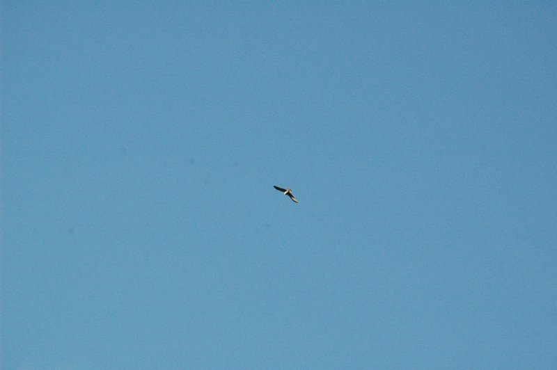 Zweden Falsterbo 2007 198.jpg