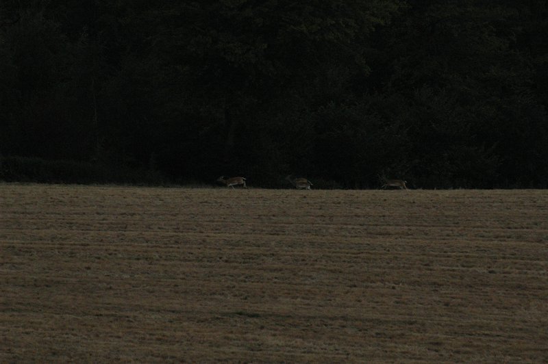 Zweden Falsterbo 2007 208.jpg
