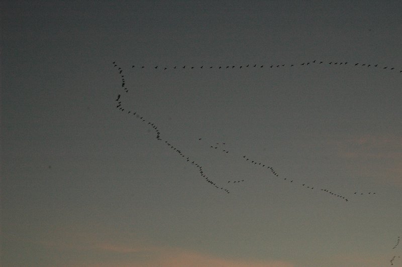 Zweden Falsterbo 2007 210.jpg