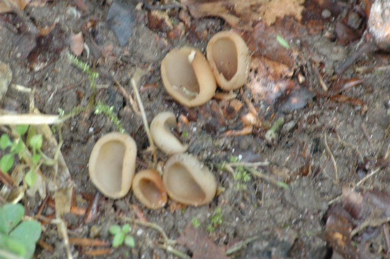 Zweden Falsterbo 2007 216.jpg