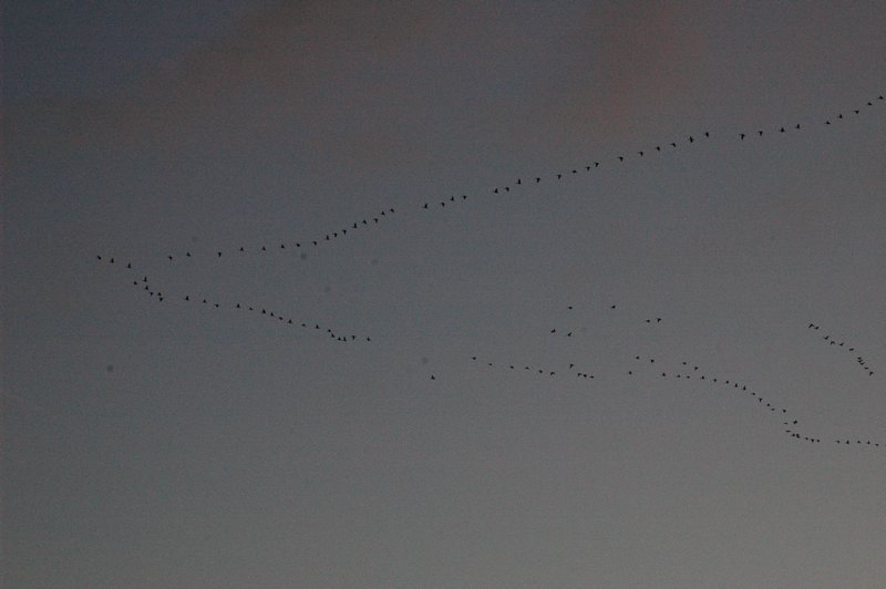 Zweden Falsterbo 2007 217.jpg