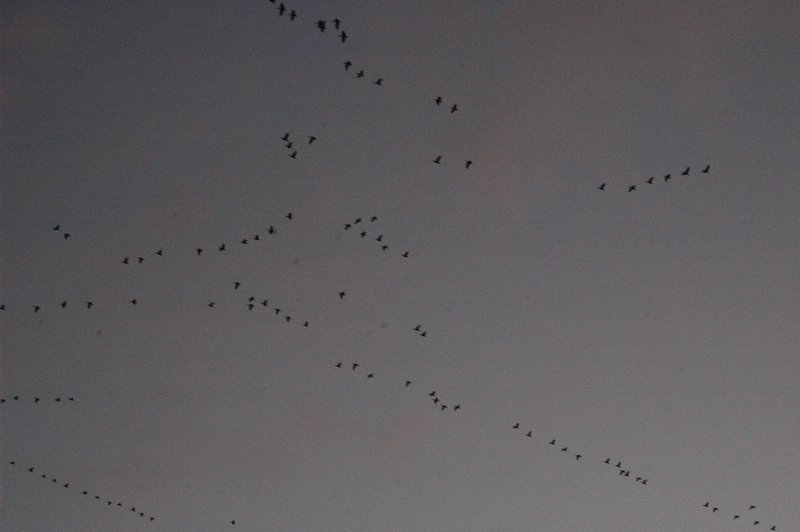 Zweden Falsterbo 2007 218.jpg