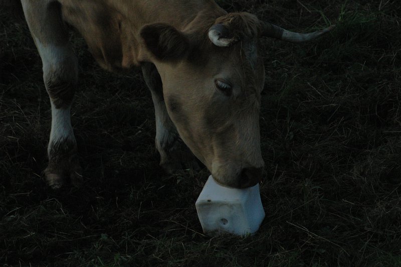 Zweden Falsterbo 2007 223.jpg