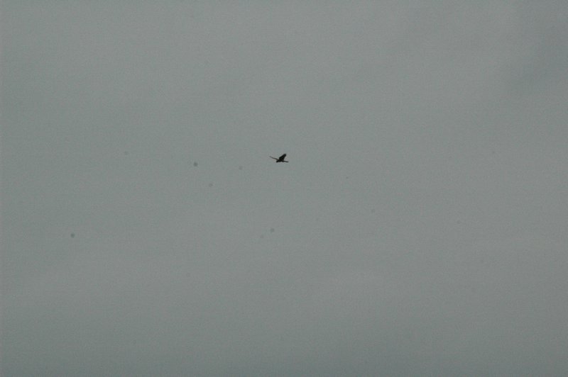 Zweden Falsterbo 2007 232.jpg