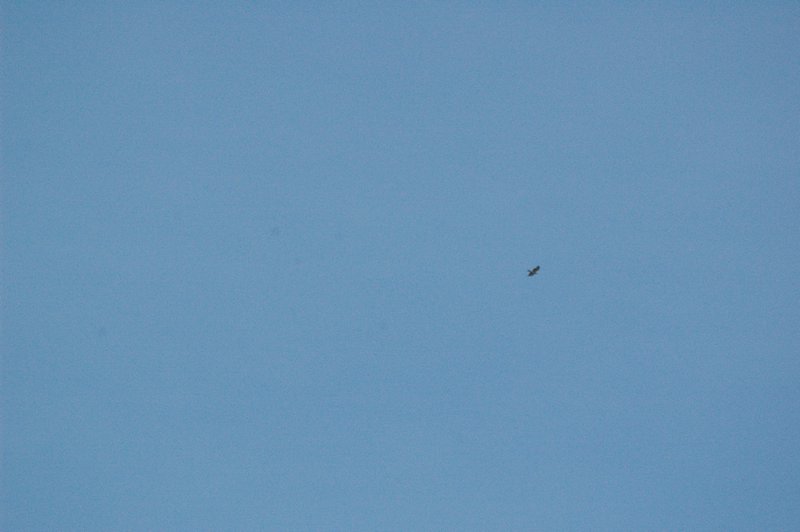 Zweden Falsterbo 2007 303.jpg
