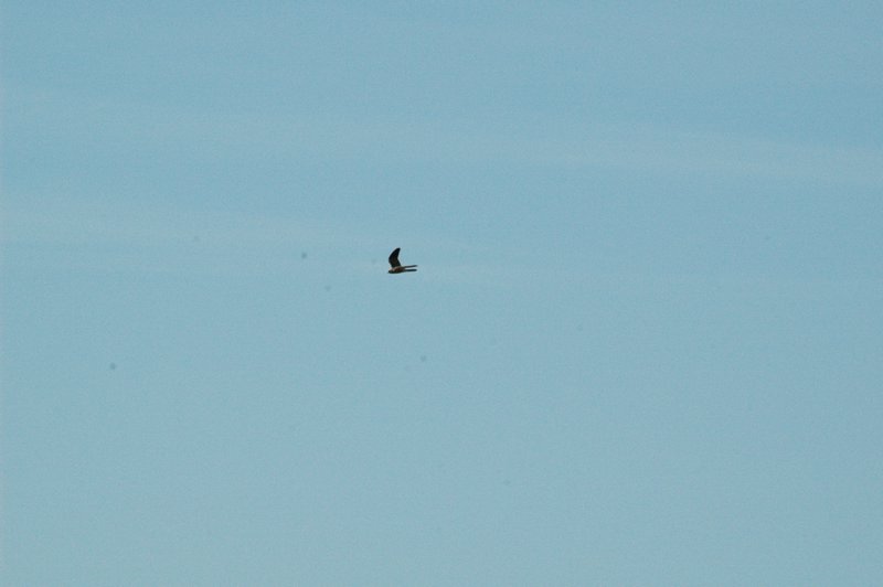 Zweden Falsterbo 2007 337.jpg
