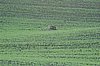 Zweden Falsterbo 2007 200.jpg