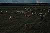 Zweden Falsterbo 2007 222.jpg