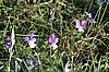Zweden Falsterbo 2007 342.jpg