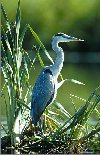 Blauwe Reiger