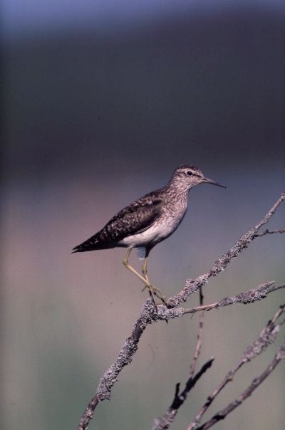 Bosruiter (Tringa glareola)