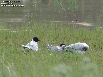 Dwergmeeuw (Larus minutus)