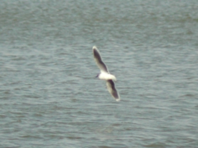 Dwergmeeuw (Larus minutus)