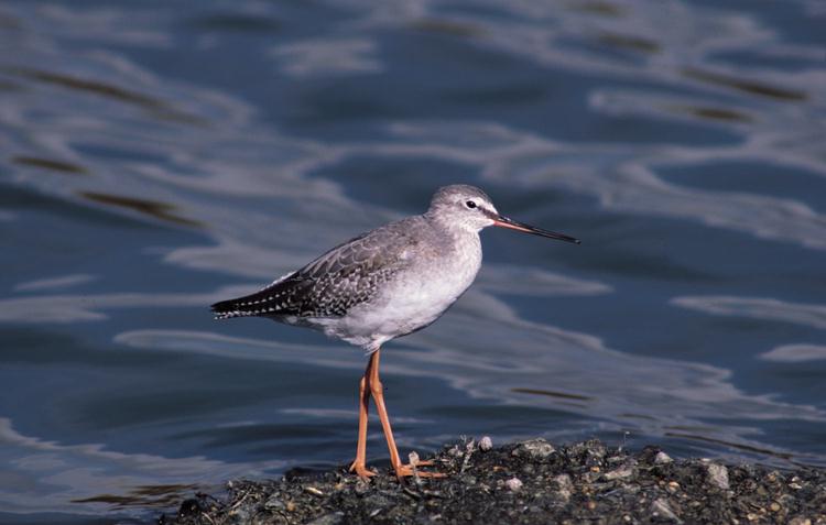 Zwarte ruiter (Tringa erythropus)