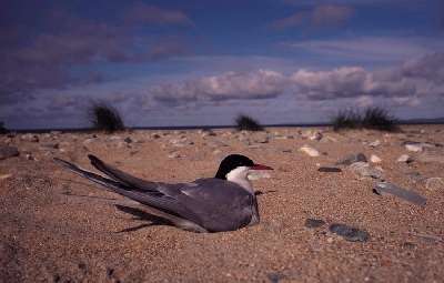 Noordse Stern (Sterna paradisaea)