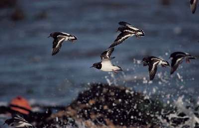 Steenloper (Arenaria interpres)