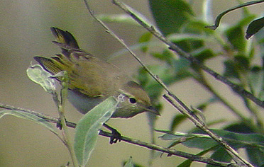 Bergfluiter (Phylloscopus bonelli)