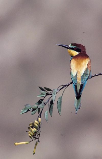 Bijeneter (Merops apiaster)