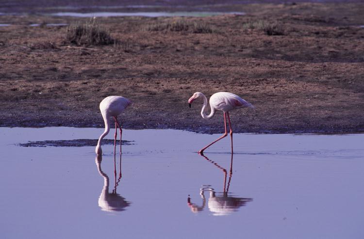 Flamingo (Phoenicopterus roseus)