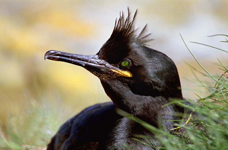 Kuifaalscholver (Phalacrocorax aristotelis)