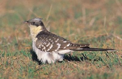 Kuifkoekoek (Clamator glandarius)