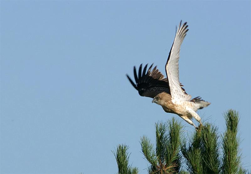 Slangenarend (Circaetus gallicus)