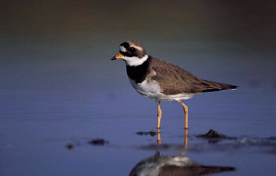 Bontbekplevier (Charadrius hiaticula)