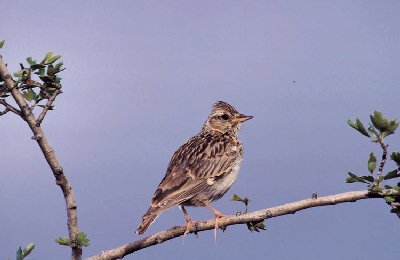 Boomleeuwerik (Lullula arborea)