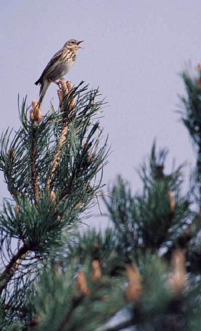 Boompieper (Anthus trivialis)