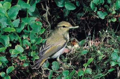 Fluiter (Phylloscopus sibilatrix)