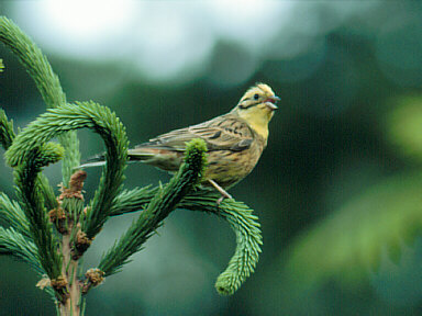 Geelgors (Emberiza citrinella)