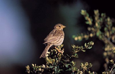 Grauwe Gors (Emberiza calandra)