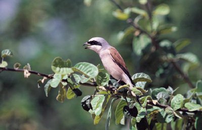 Grauwe Klauwier (Lanius collurio)