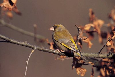 Groenling (Carduelis chloris)