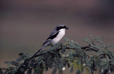 Klapekster (Lanius excubitor)