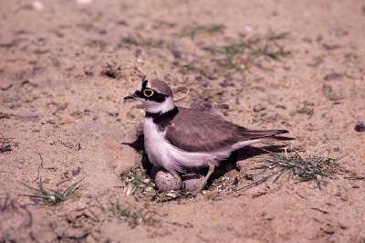 Kleine Plevier (Charadrius dubius)