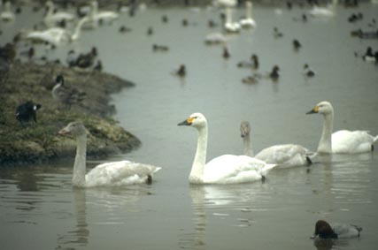 Kleine Zwaan (Cygnus columbianus)