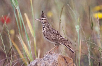 Kuifleeuwerik (Galerida cristata)