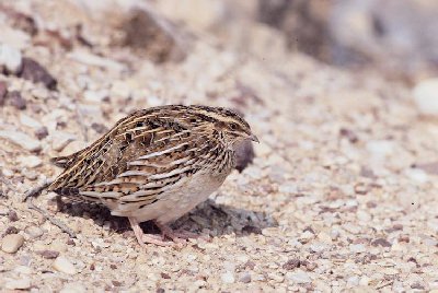 Kwartel (Coturnix coturnix)