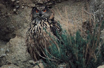 Oehoe (Bubo Bubo)