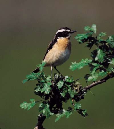 Paapje (Saxicola rubetra)