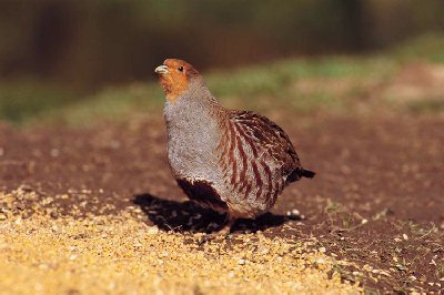 Patrijs (Perdix Perdix)